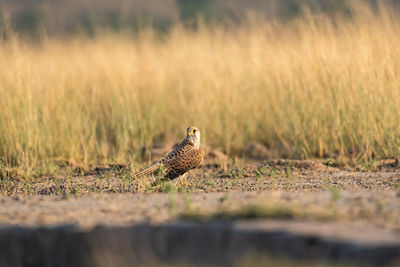 Bird on a land