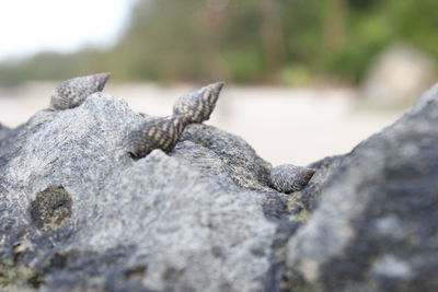 Close-up of lizard on rock