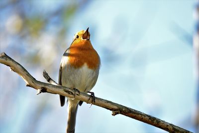 Low angle view of bird perching on branch against sky