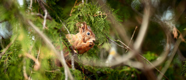 Squirrel on a green branch