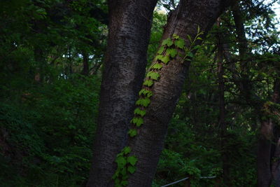 Trees in forest
