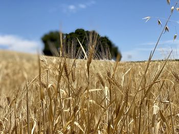 Close-up of stalks in field