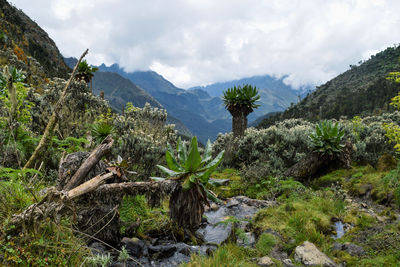 High altitude plants against a mountain background in rwenzori mountains, uganda