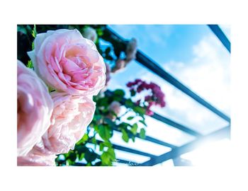 Close-up of pink roses on plant