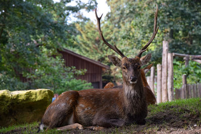 Deer in a field