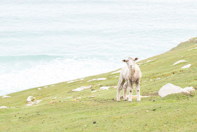Sheep standing on mountain by sea