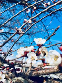 Low angle view of cherry blossom against sky