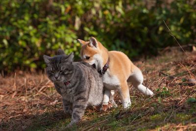 Cats resting on field