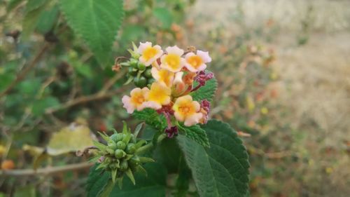 Close-up of yellow flowers growing on plant