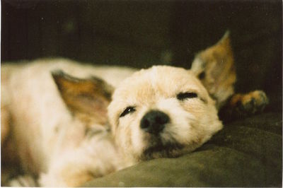 Close-up portrait of dog relaxing at home