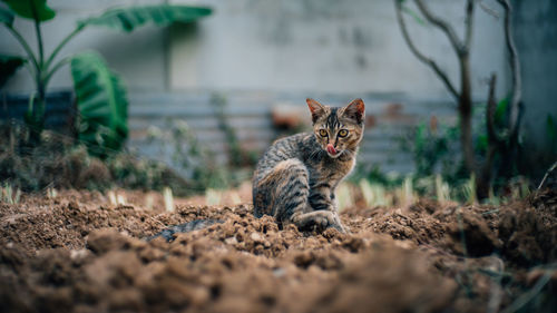 Portrait of a cat on field