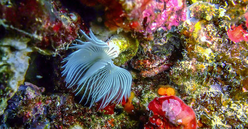 Close-up of coral swimming in sea
