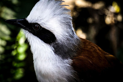 Close-up of a bird