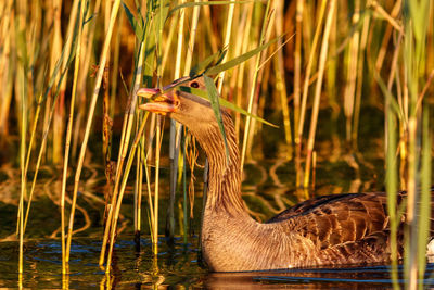 Side view of a bird in water