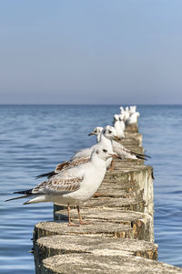 Seagull perching on wooden post by sea against sky