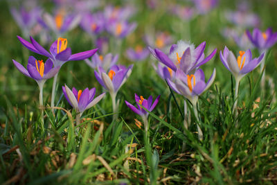 Close-up of purple crocus flowers on field