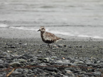 Close-up of bird perching on beach