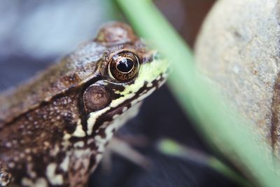 Close-up of frog 