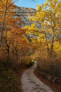 Road amidst trees in forest during autumn