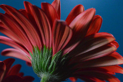 Close-up of flowers