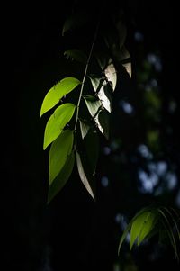 Close-up of fresh green leaves against blurred background