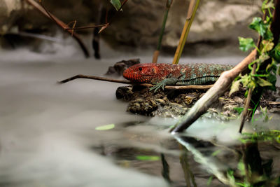 Close-up of crab on rock in forest