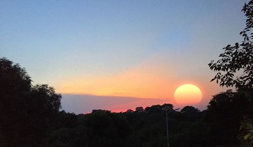 Silhouette of trees at sunset