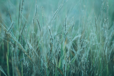 The green grass abstract can be used as a background.natural wallpaper and background