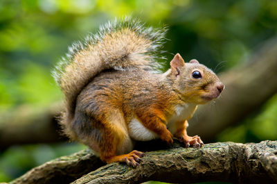 Close-up of squirrel on tree branch