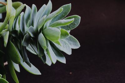 Close-up of succulent plant