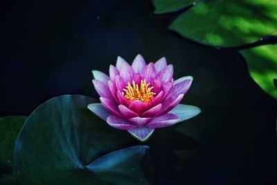 Close-up of lotus water lily in pond