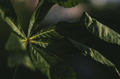 Close-up of fresh green leaves