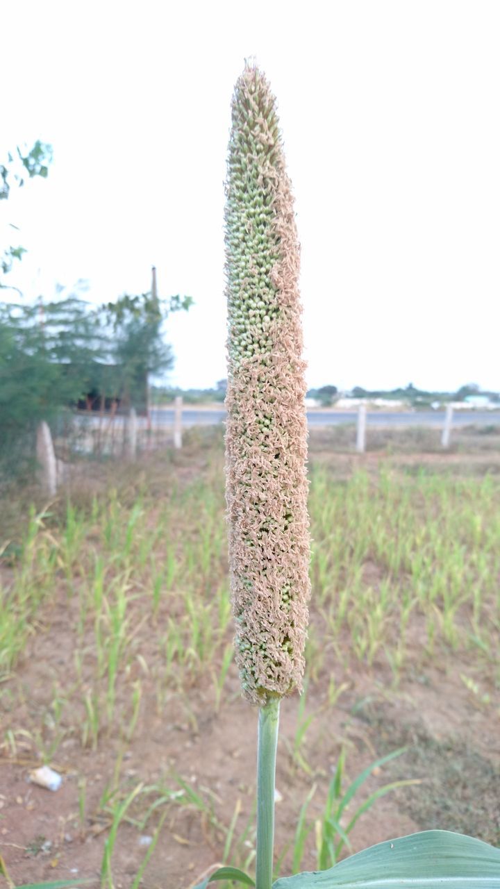 clear sky, growth, plant, nature, sunlight, day, close-up, wood - material, focus on foreground, field, outdoors, no people, built structure, tree, tranquility, cactus, wooden, fence, copy space, beauty in nature