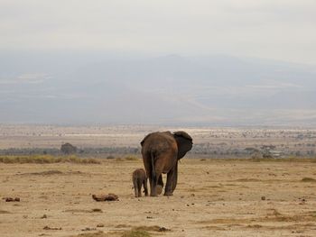 Elephant with calf walking on field against sky