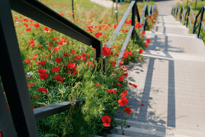 Low angle view of flowers