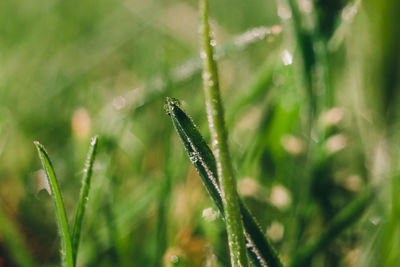 Close-up of fresh green grass