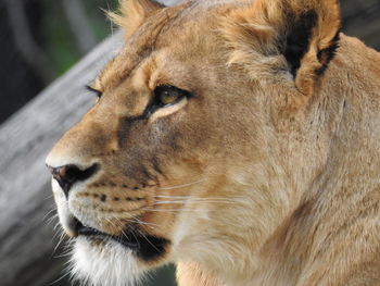 Close-up of lion