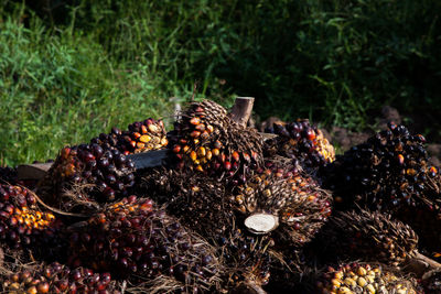 Close-up of fruits on the ground