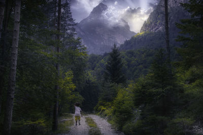 Scenic view of forest