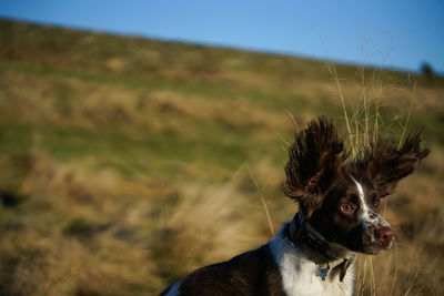 Cropped image of dog outdoors