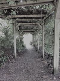 Trees seen through bridge