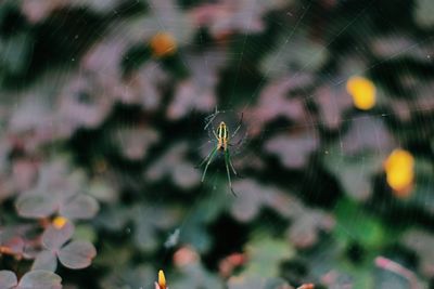 Close-up of spider web against blurred background