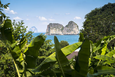 Scenic view of sea and trees against sky