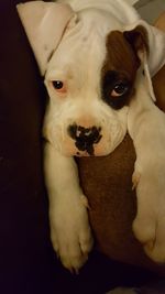 Close-up portrait of dog