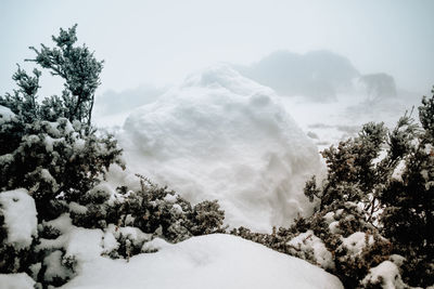 Scenic view of snow covered trees against sky