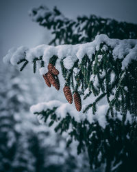 Close-up of frozen plant against sky during winter