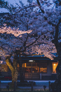 Cherry blossom tree by building in city at night