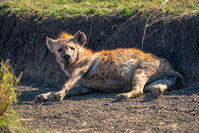 Lioness sitting on field