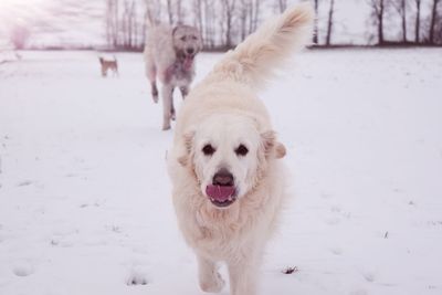 Dogs on snow covered field