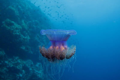 Close-up of jellyfish swimming in sea